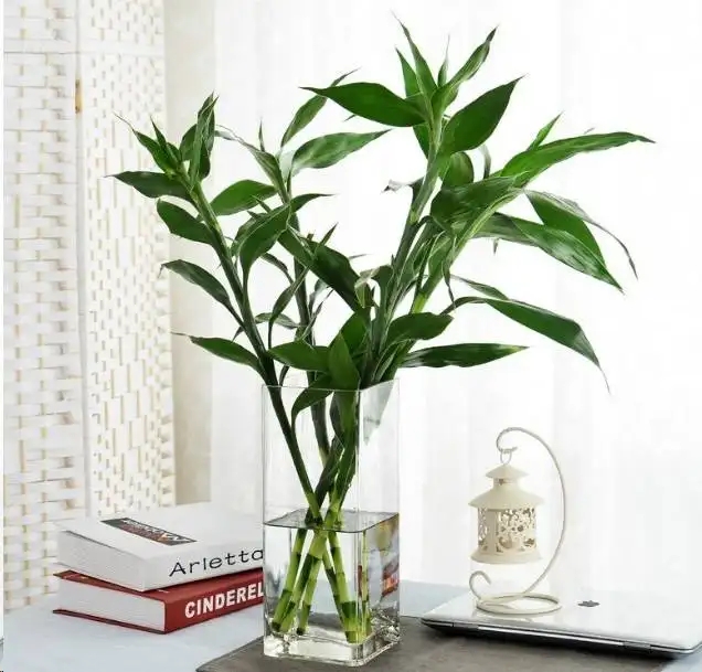 你说的水培植物是什么意思?其实很好理解