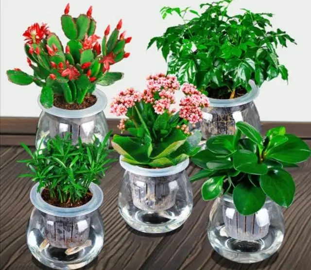 水培植物是什么?这些适合家庭水培法