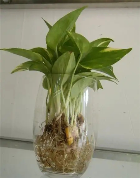 水培植物需要注意哪些方面?这几点不能忽视