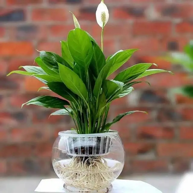 如何养水培植物?把这些事情做好 茁壮成长